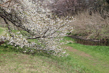 野川公園内を流れる野川沿いの桜。