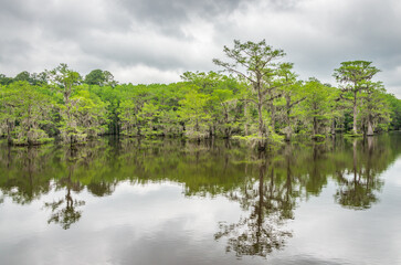 Caddo Lake State Park, in the piney woods ecoregion of East Texas, USA