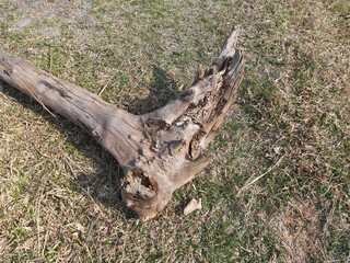 Dry wood in the field.  This wood is used for heating fire in cold weather and people cook food in the village. Dry tree branch. 