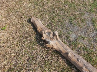 Dry wood in the field.  This wood is used for heating fire in cold weather and people cook food in the village. Dry tree branch. 