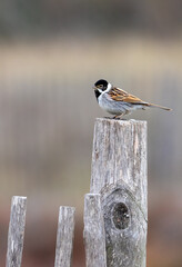 Oiseau - 