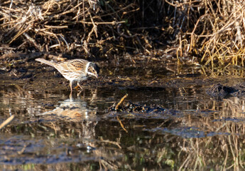Oiseau - Bruant des roseaux - Emberiza schoeniclus