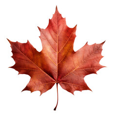 maple leaf isolated on transparent background