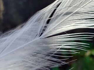beautiful white feather of some birds
