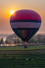 Hot air balloon above tea plantation at sunrise or sunset, copy space
