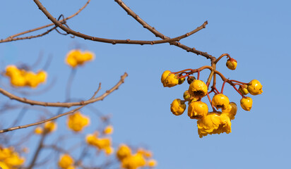 Yellow Silk Cotton flower, Scientific name is Cochlospermum religiosum Alston. silk-cotton tree, buttercup tree. yellow silk cotton or torchwood flower in Thailand