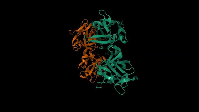 Crystal structure of a hemagglutinin component (HA1) from type C Clostridium botulinum. Animated 3D cartoon and Gaussian surface models. PDB 1qxm, black background.