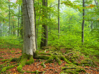 Foggy Natural Forest of old Beech Trees with moss covered roots - 743569980