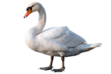 swan isolated on a transparent background
