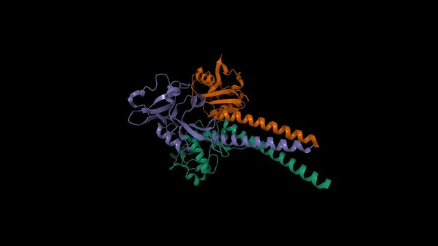 Structure of human langerin. Animated 3D cartoon and Gaussian surface models. PDB 3kqg, black background.
