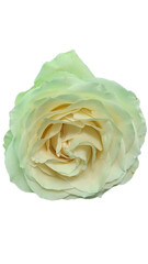 Rose flower isolated in white background 