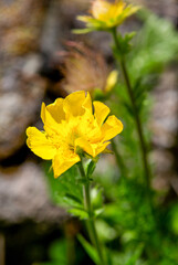 Macrophotographie de fleur sauvage - Geum montanum - Benoite des montagne