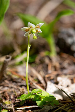 Macrophotographie de fleur sauvage - Moneses uniflora - Pirole &agrave; une fleur