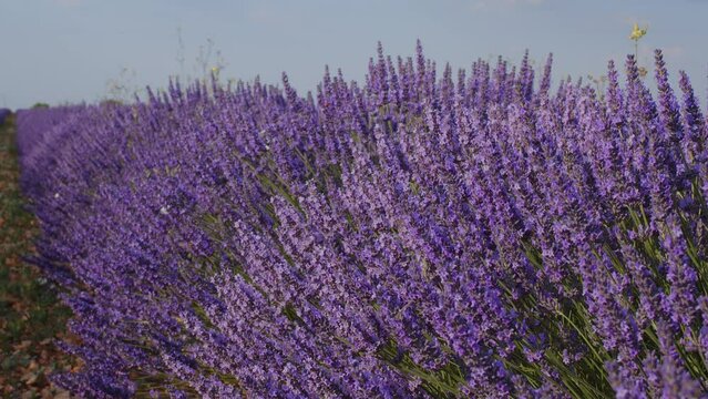 Blooming lavender fields with blue lavender flowers in summer Spain. Farm for the production of lavender oil.