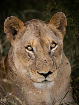 a Portrait of a lioness