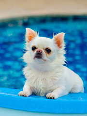 white chihuahua in a pool