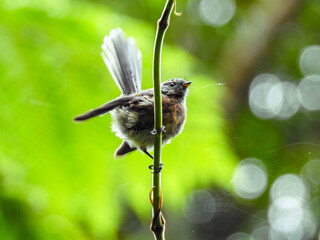 New Zealand Fantail Looking for Insects