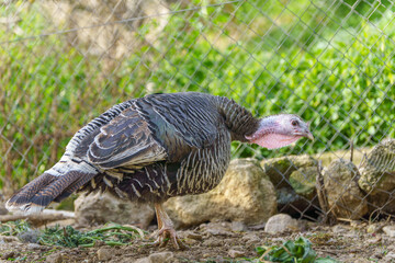 turkey in a farmyard pen inside a metal fence