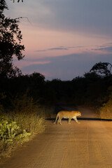 Male leopard crossing the road at sunset
