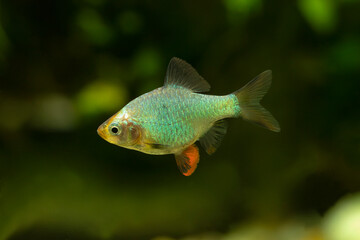 Jade Tiger Barb - Puntigrus tetrazona
