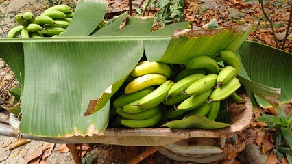 Banana on the wheelbarrow in the garden in Mekong Delta Vietnam.