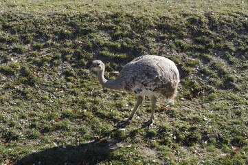 Naklejka premium ostrich in the grass