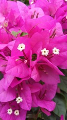 Close up pink bougainvillea flowers, Bougainvillea glabra flower. Closeup view of beautiful colorful blooming with cute flowers bush growing outdoors.