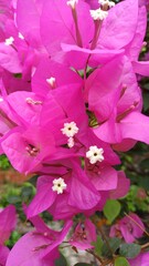 Close up pink bougainvillea flowers, Bougainvillea glabra flower. Closeup view of beautiful colorful blooming with cute flowers bush growing outdoors.