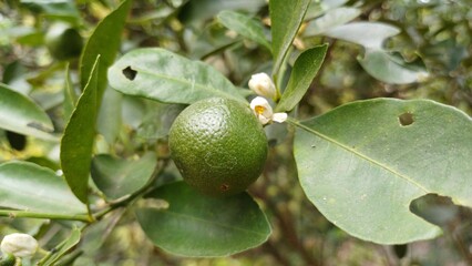 Close-up of calamansi or lemonsito or calamondin on the tree in Mekong Delta Vietnam. Small lemons...