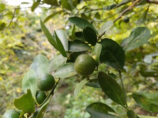 Close-up of calamansi or lemonsito or calamondin on the tree in Mekong Delta Vietnam. Small lemons...