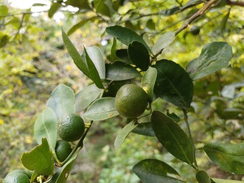Close-up of calamansi or lemonsito or calamondin on the tree in Mekong Delta Vietnam. Small lemons popular in Popular in South East Asia.