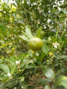 Close-up of calamansi or lemonsito or calamondin on the tree in Mekong Delta Vietnam. Small lemons popular in Popular in South East Asia.