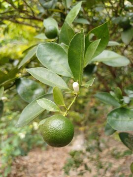 Close-up of calamansi or lemonsito or calamondin on the tree in Mekong Delta Vietnam. Small lemons popular in Popular in South East Asia.