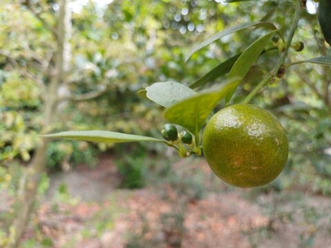 Close-up of calamansi or lemonsito or calamondin on the tree in Mekong Delta Vietnam. Small lemons popular in Popular in South East Asia.