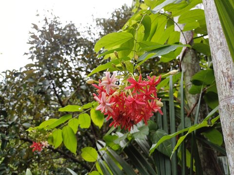 Beautiful combretum indicum flower blooming in garden in Mekong Delat Vietnam.