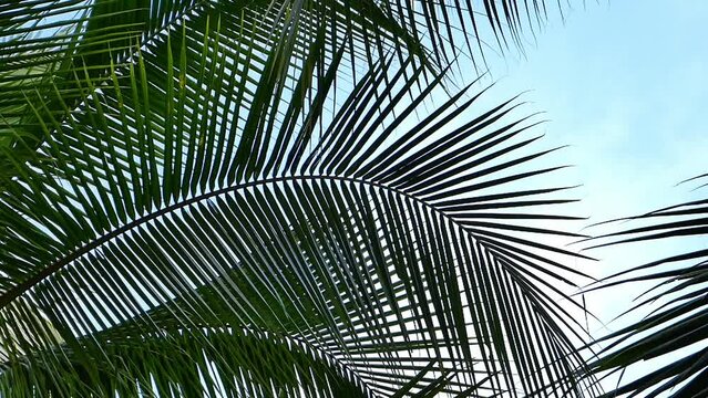 4k leaves of coconut trees move slowly in the wind against the backdrop of a bright sky.