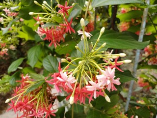 Beautiful combretum indicum flower blooming in garden in Mekong Delat Vietnam.