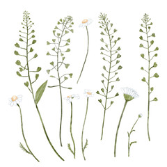 A set of different chamomile flowers and leaves