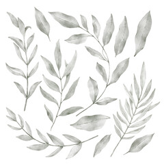 A set of different chamomile flowers and leaves