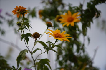 Wild Sunflowers in Da Lat city, Vietnam