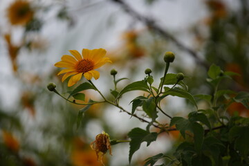 Wild Sunflowers in Da Lat city, Vietnam