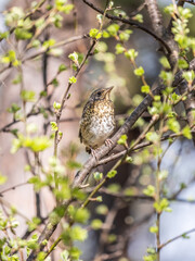 A fieldfare chick, Turdus pilaris, has left the nest and is sitting on a branch. A chick of fieldfare sitting and waiting for a parent on a branch.