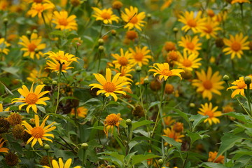 Wild Sunflowers in Da Lat city, Vietnam