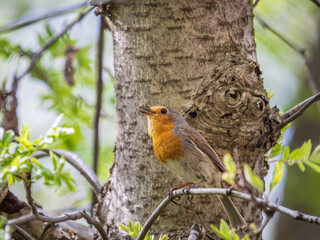 European Robin, Erithacus rubecula, song bird sits on tree in the spring forest or park