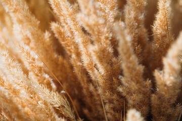 Field nature background. Field. Background. 