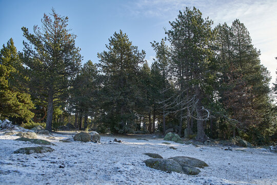 Snowy landscape with trees without people with a cloudless sky