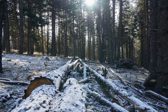 Snowy landscape with fallen logs on the snow with snow on top and in the background a green pine forest with sun rays above