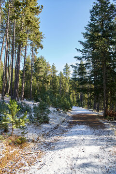 Dirt road with snow surrounded by green trees without people