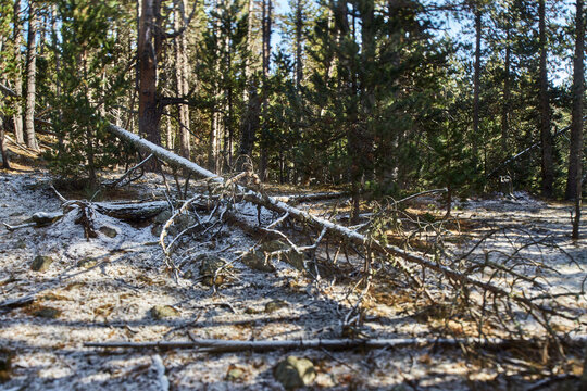 Detail of a fallen tree with snow on top in a snowy forest surrounded by green vegetation
