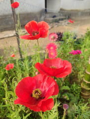 poppies in a field